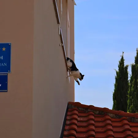 Danijela Apartamento